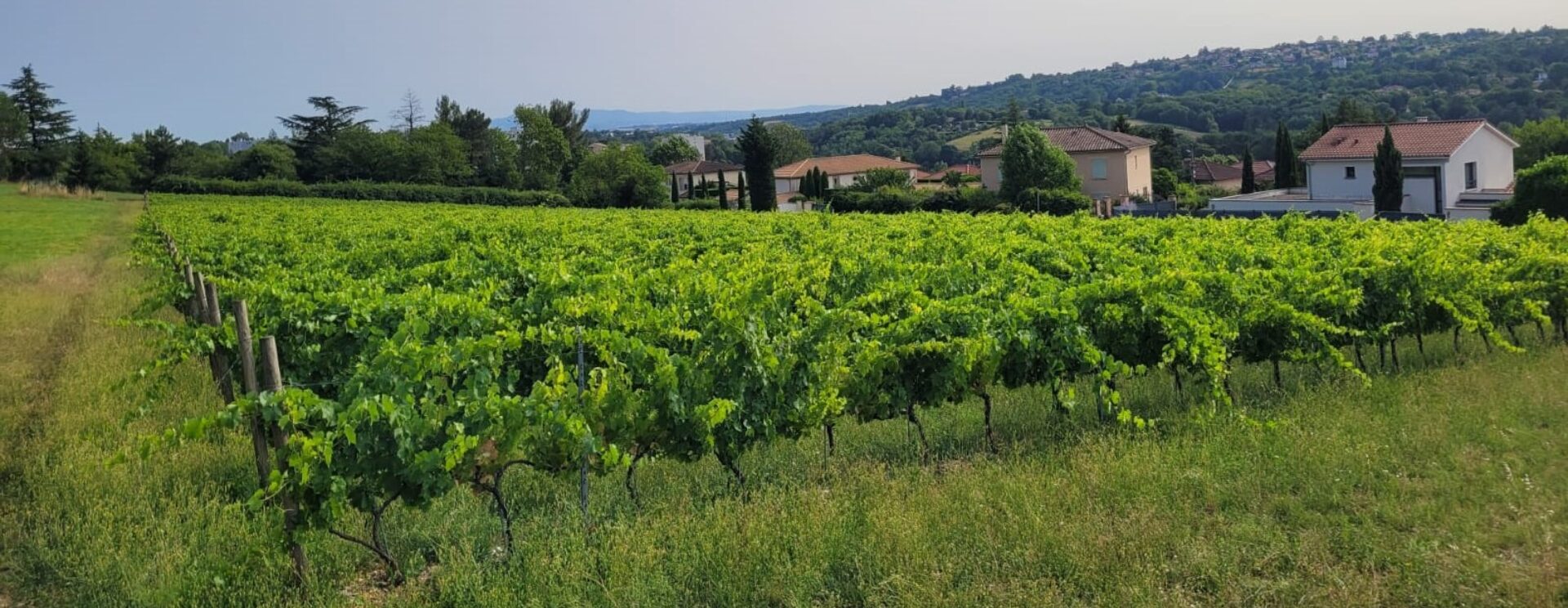 Lire la suite à propos de l’article Sainte-Foy-lès-Lyon – La taille de la vigne patrimoniale – Le Progrès – 7 août 2025 