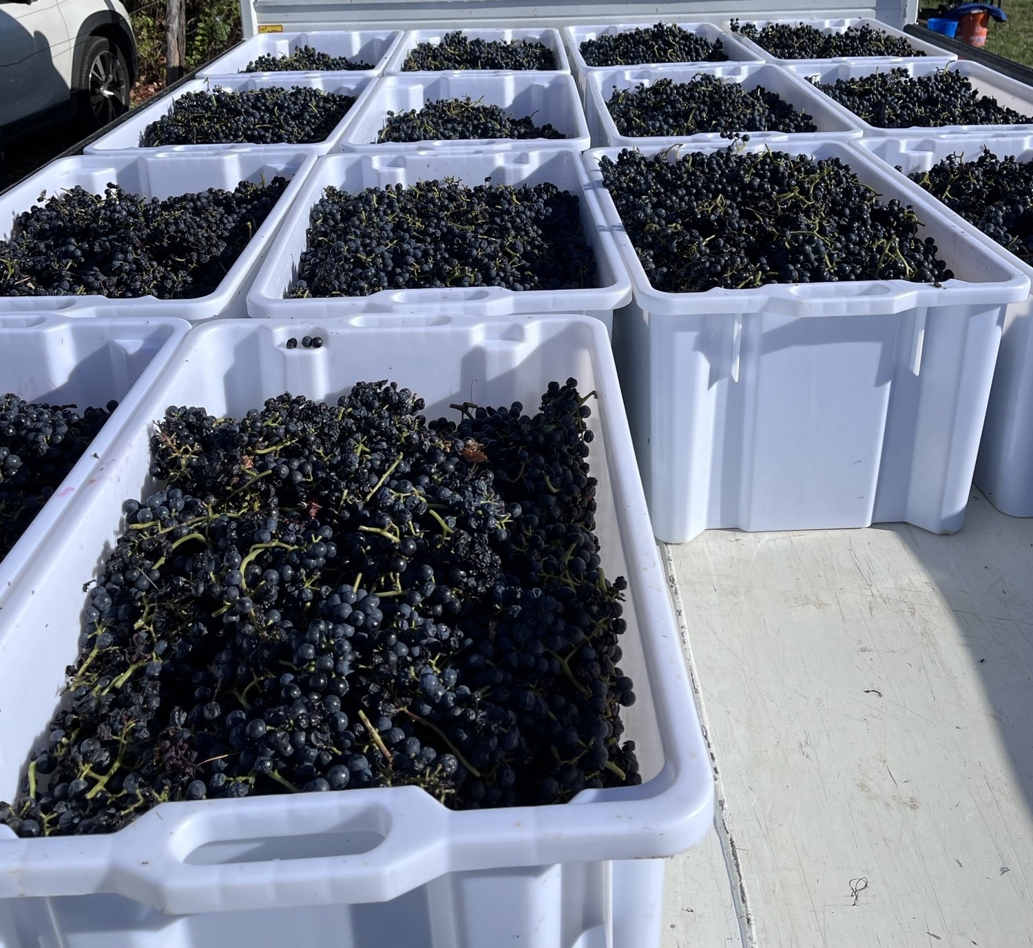 Lire la suite à propos de l’article Sainte-Foy-lès-Lyon – Vendanges aux Coteaux de Montraÿ – Le Progrès – 1er septembre 2025