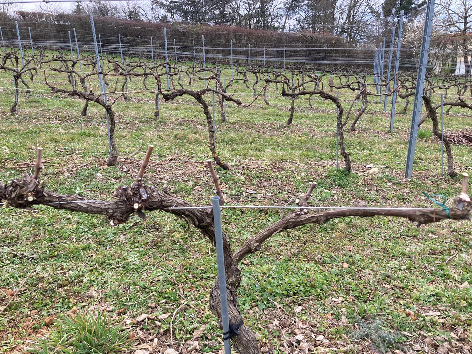 Lire la suite à propos de l’article Sainte-Foy-lès-Lyon – Taille de la vigne des coteaux de Montraÿ  – 27 février 2026