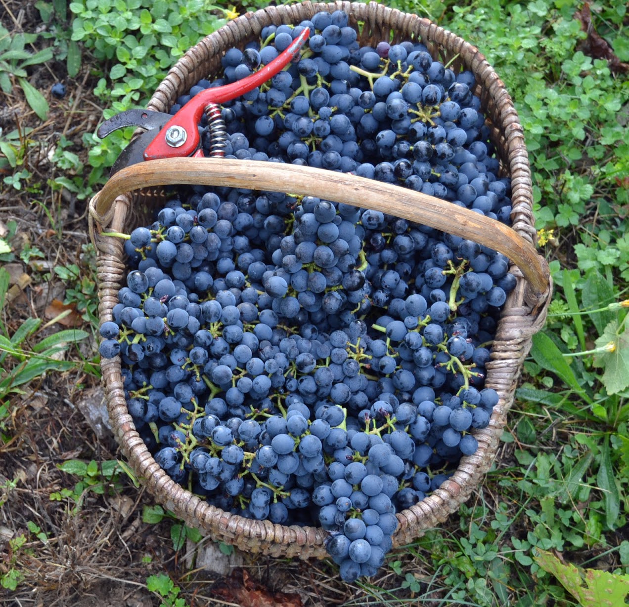 Lire la suite à propos de l’article Sainte-Foy-lès-Lyon – Vigne des Coteaux de Montraÿ – Le Progrès – 13 août 2026