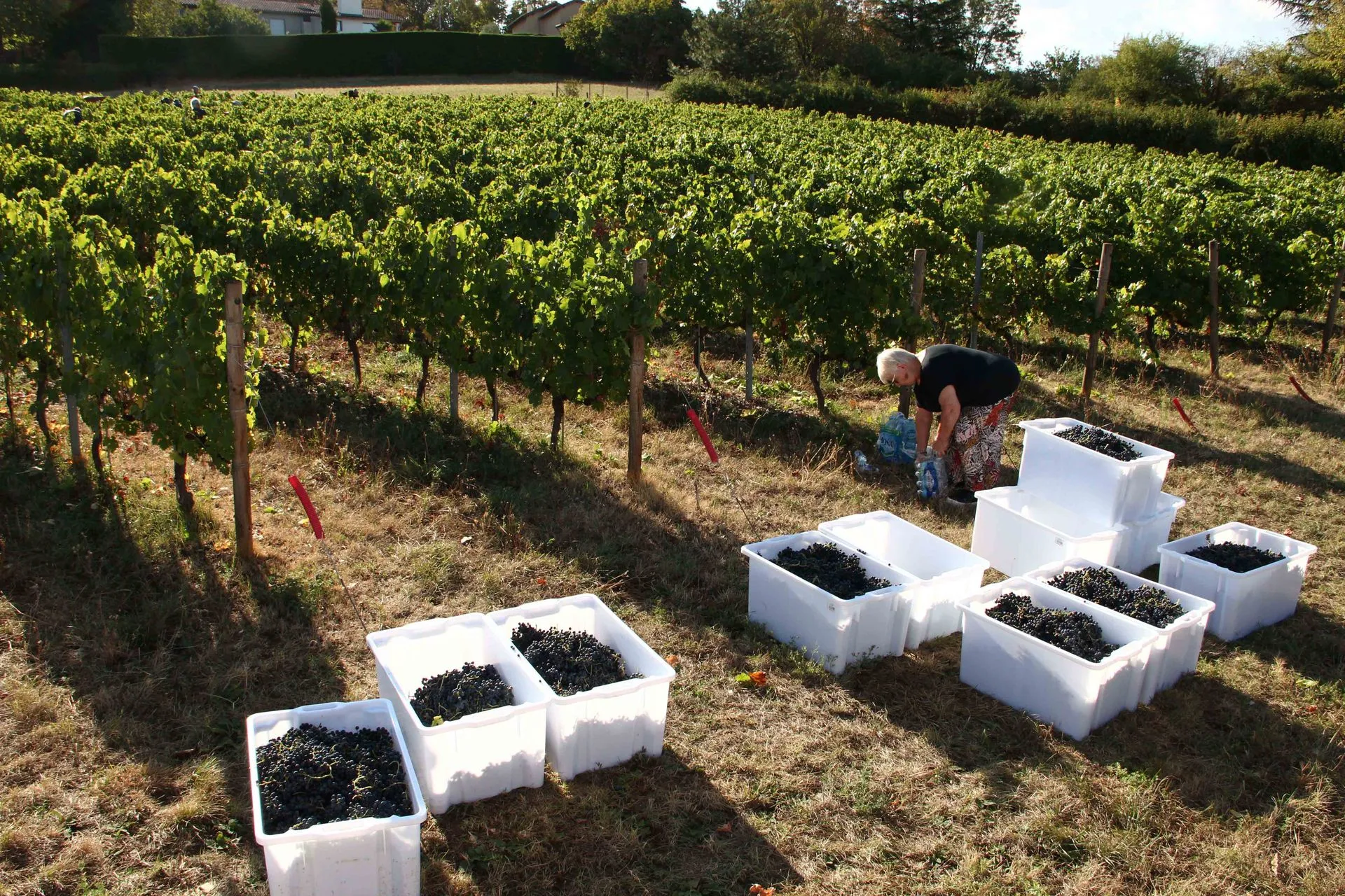 Lire la suite à propos de l’article Sainte-Foy-lès-Lyon – Les vendanges des Coteaux de Montraÿ – Le Progrès – 27 août 2026