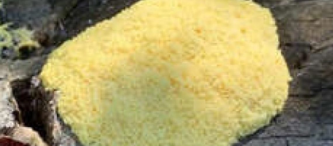 2026.03.07 - Blob à Ste-Foy - image de mise en avant