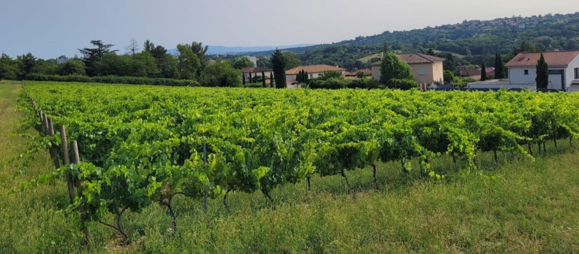 Côteaux de Montraÿ (image de mise en avant)